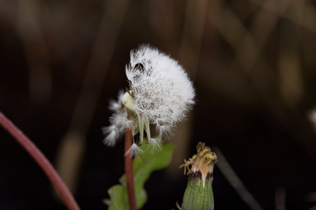 あさつゆたんぽぽくん