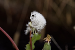 あさつゆたんぽぽくん