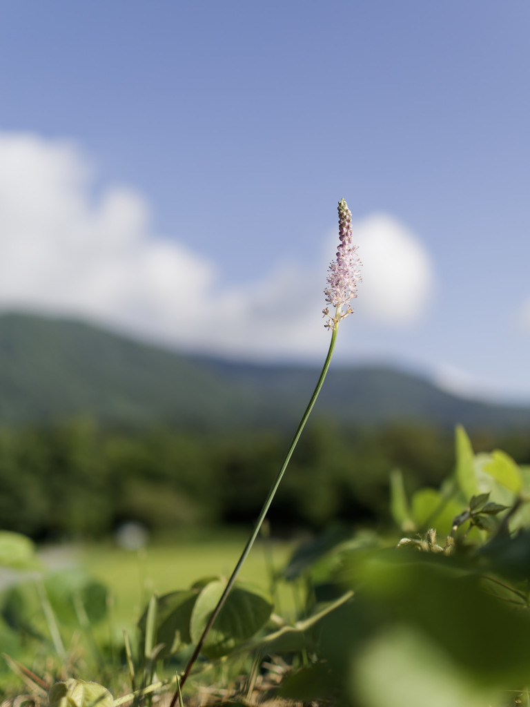 夏のおもかげシリーズ