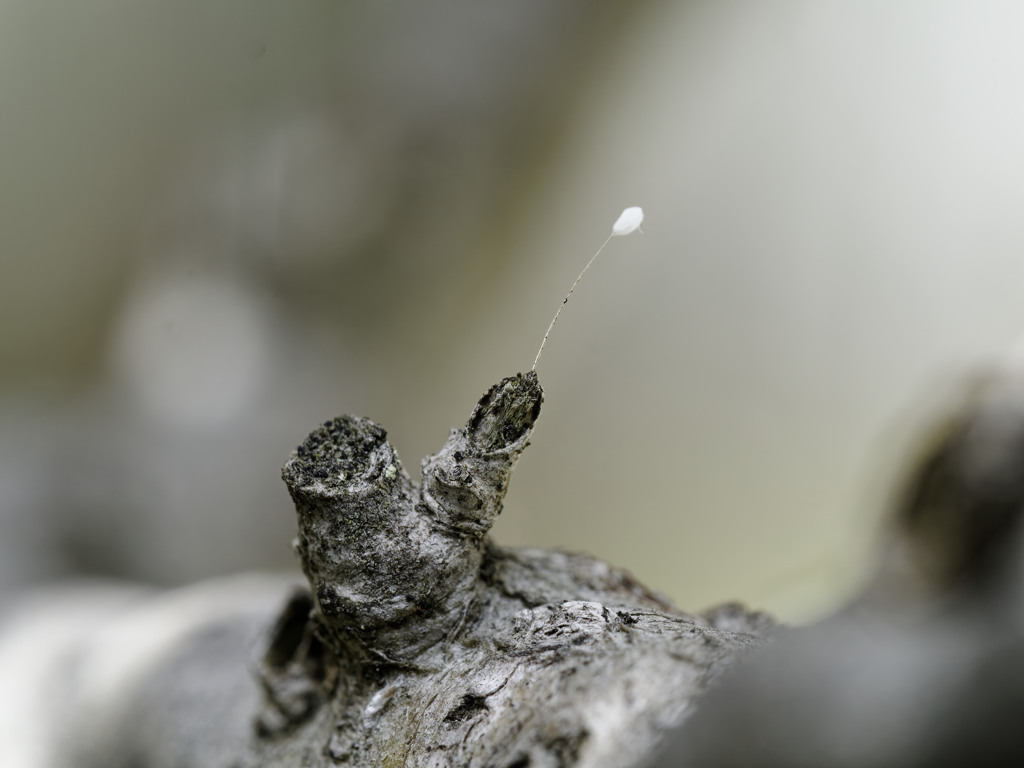 ツゲの枝先に生えたなぞの白いやつ