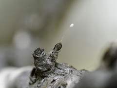 ツゲの枝先に生えたなぞの白いやつ