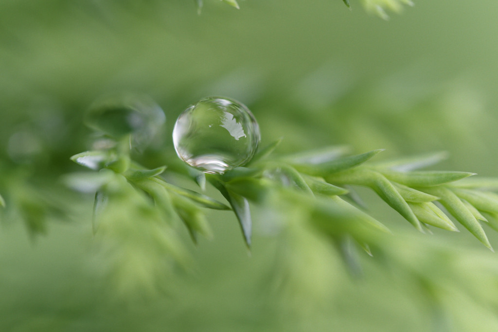 雨しずくぷるぷるシリーズ
