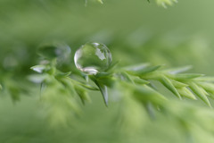 雨しずくぷるぷるシリーズ