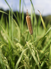 田んぼに現れた謎の植物