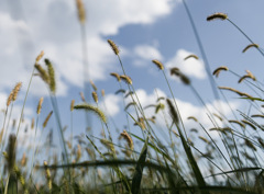 NEKOJARA SKY