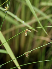 この時期盛んな田んぼの雑草、イヌホタルイくん