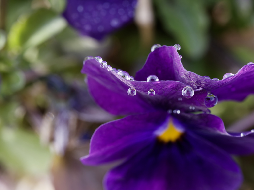 パンジーくん feat. あさつゆ