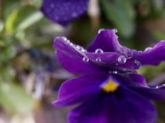 パンジーくん feat. あさつゆ