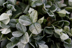 冷凍シロツメクサくん