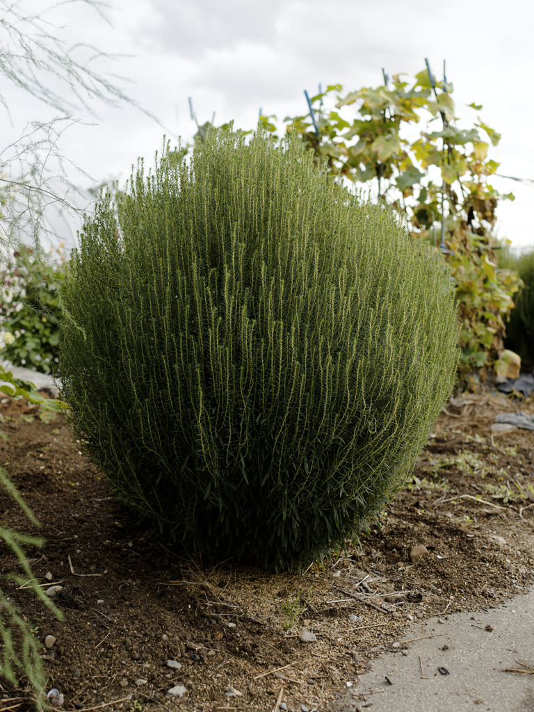 圧倒的なもしゃもしゃ感