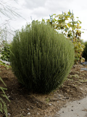 圧倒的なもしゃもしゃ感