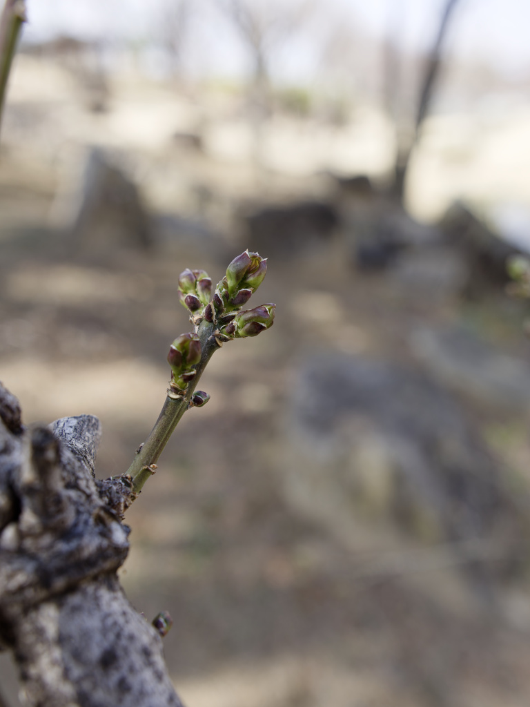 つぼみくんシリーズ
