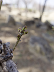 つぼみくんシリーズ