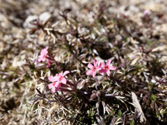 なぜかもう咲いてる芝桜くん