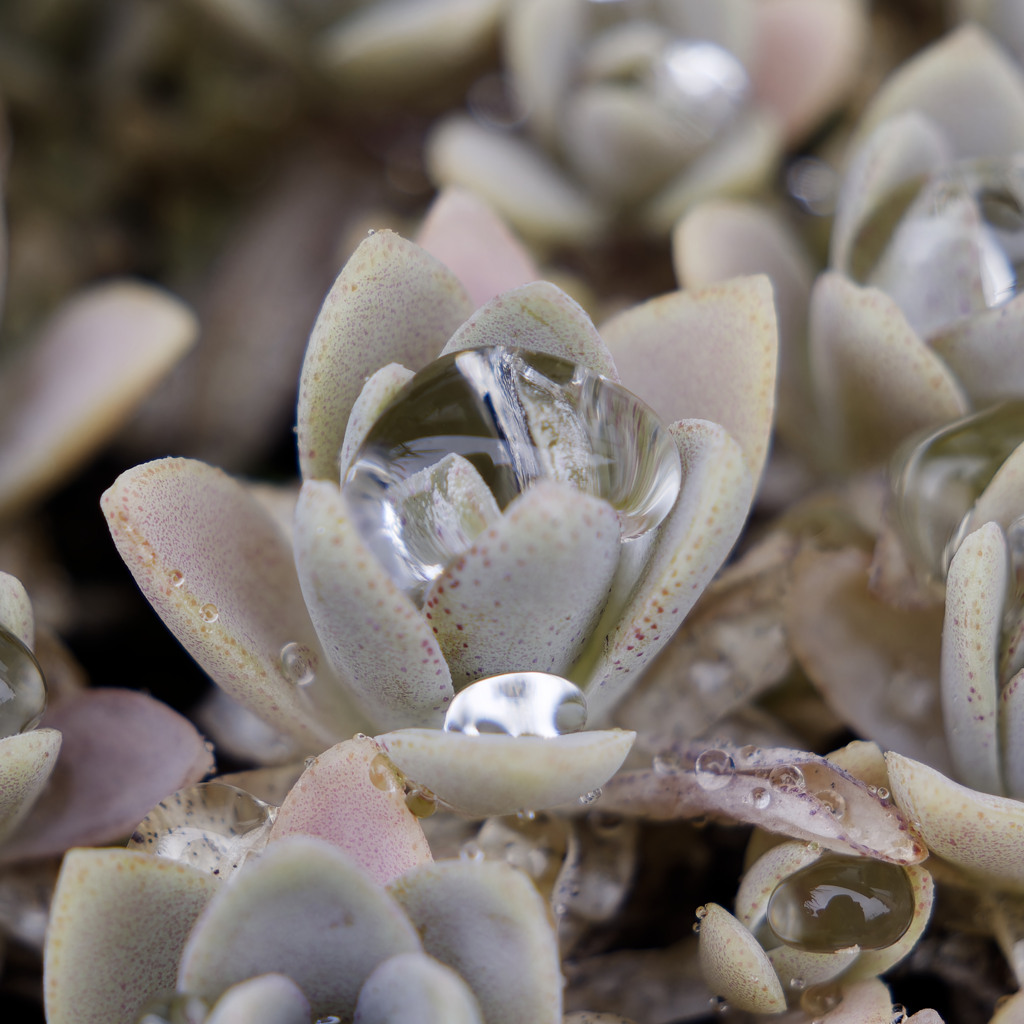 まるでジュエルシリーズ