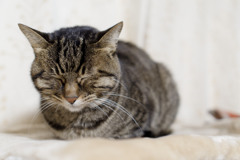 ねこ年