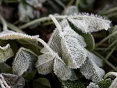朝の冷凍植物シリーズ