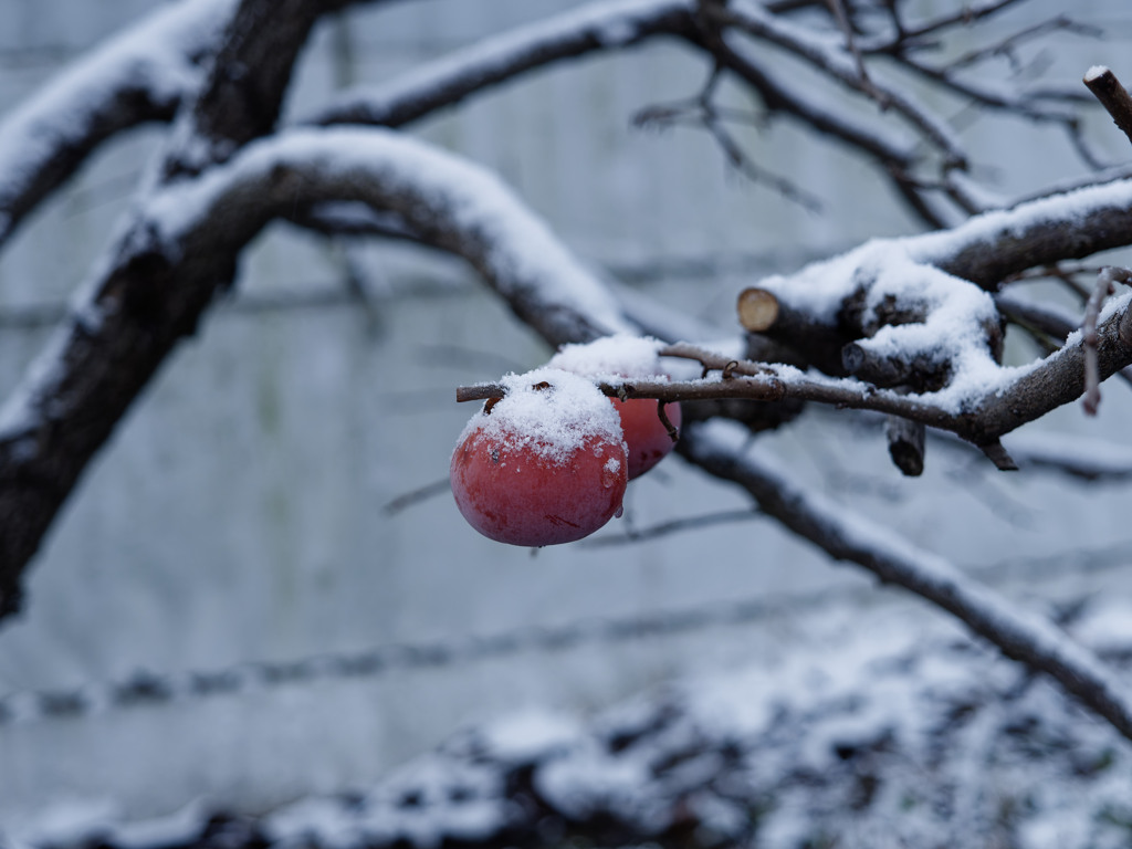 2024初雪まみれシリーズ