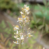 ナンテンくんのお花