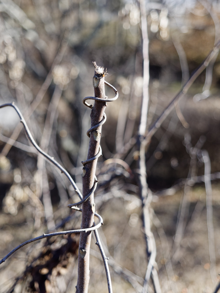 巻きつきスティック