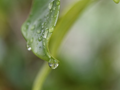 あめしずくぷるぷるシリーズ