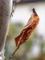 あきいろシリーズ