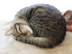 にゃんも