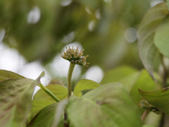 ハナミズキの花のあと
