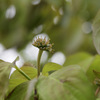 ハナミズキの花のあと