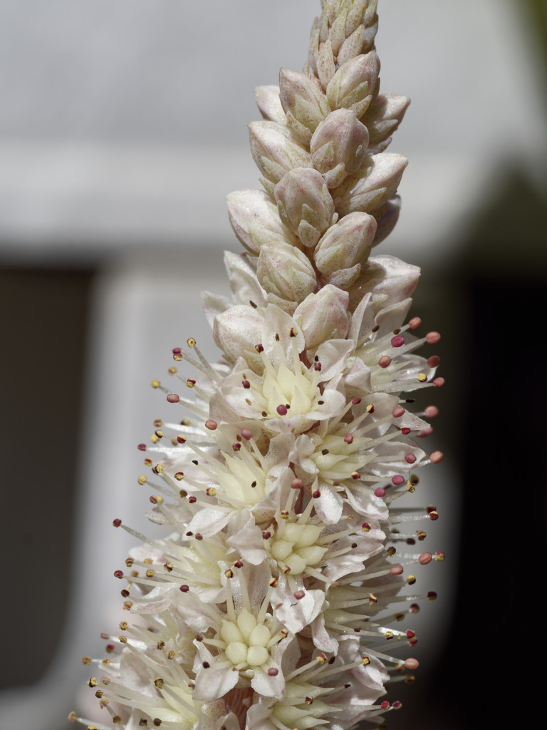 "ねりきり"のような肌