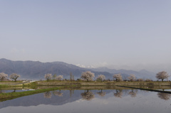 田んぼに水がはいりました