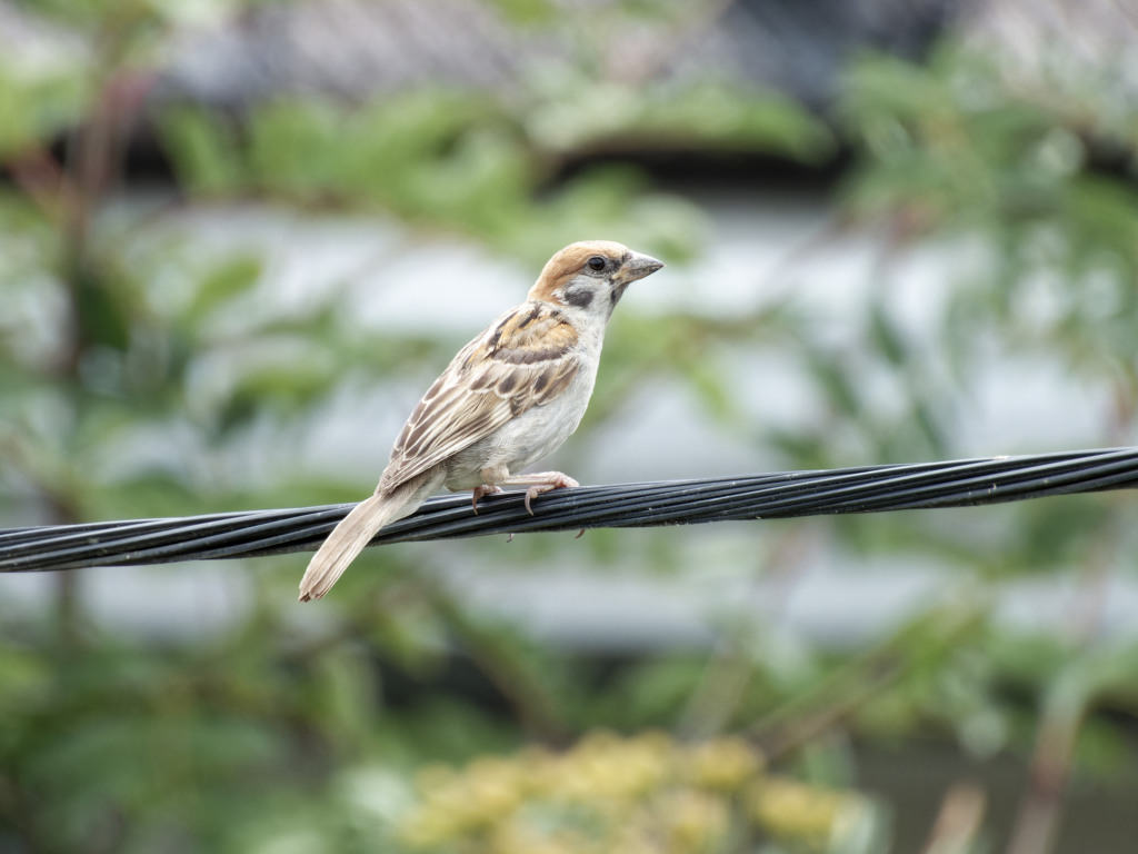 本日のスズメくん