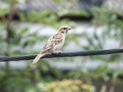 本日のスズメくん