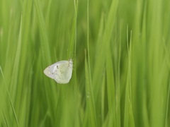 ﾓﾝｷﾃﾌﾃﾌ