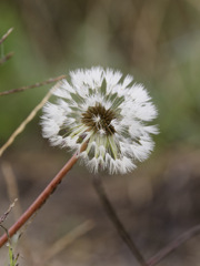 こおりかけタンポポくん