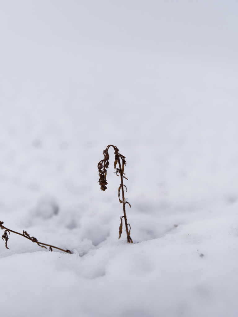 草 in 雪