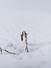 草 in 雪