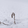 草 in 雪