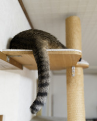 ねこのしり