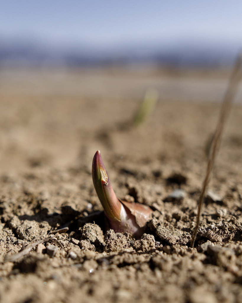 にょきにょきくん