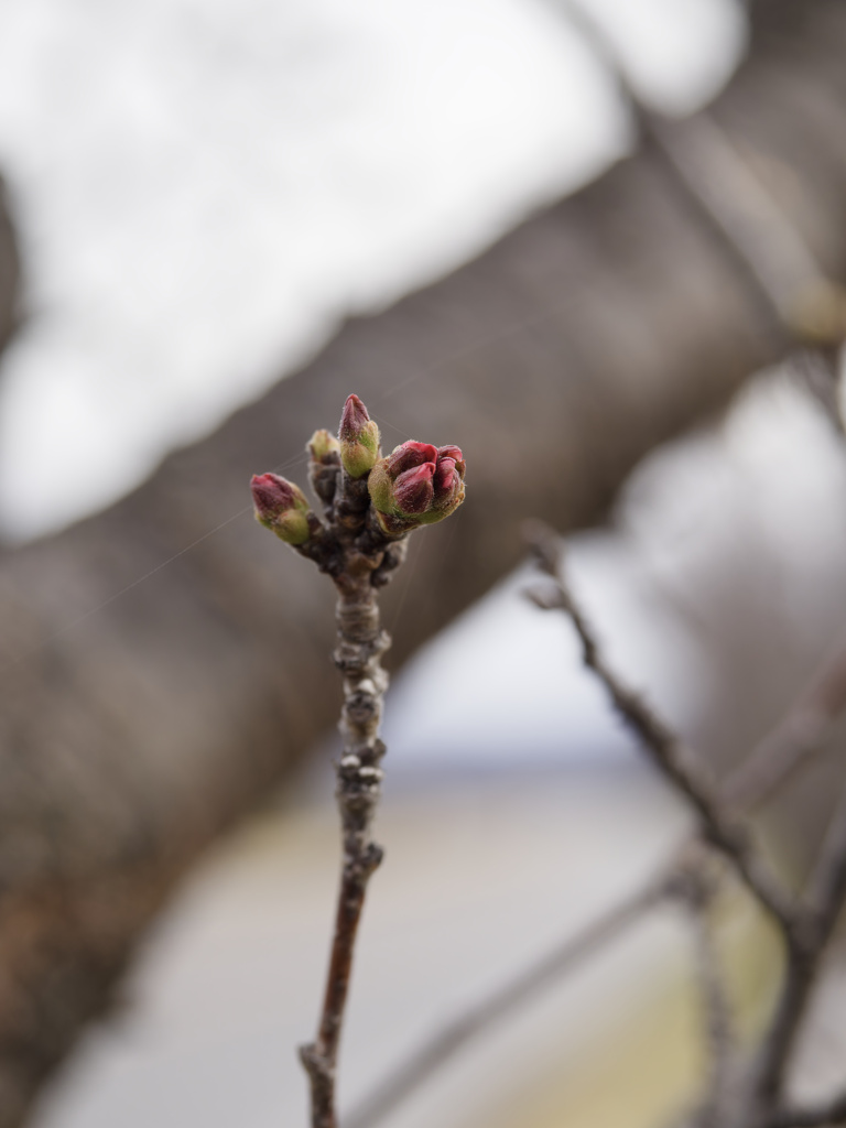 桜、さきそう