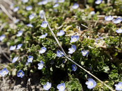 ｵｵｲﾇﾉﾌｸﾞﾘｽﾞ