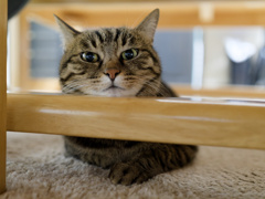 にゃんも