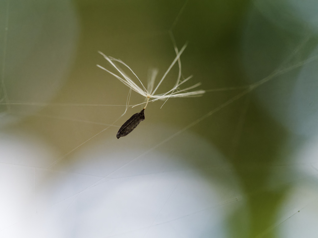 くもの巣にひっかかってた種ちゃん