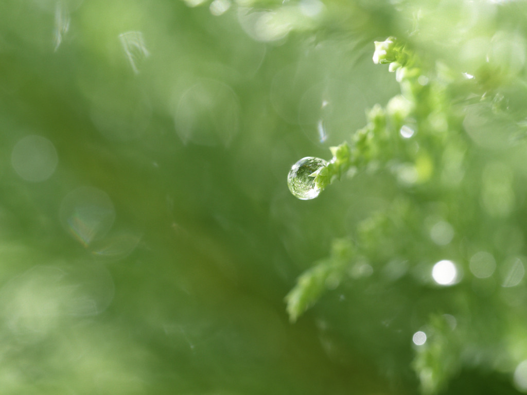 雨しずくぷるぷるシリーズ