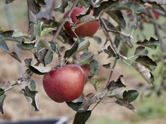 iApple 16 Max