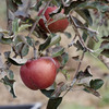 iApple 16 Max