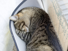にゃんも