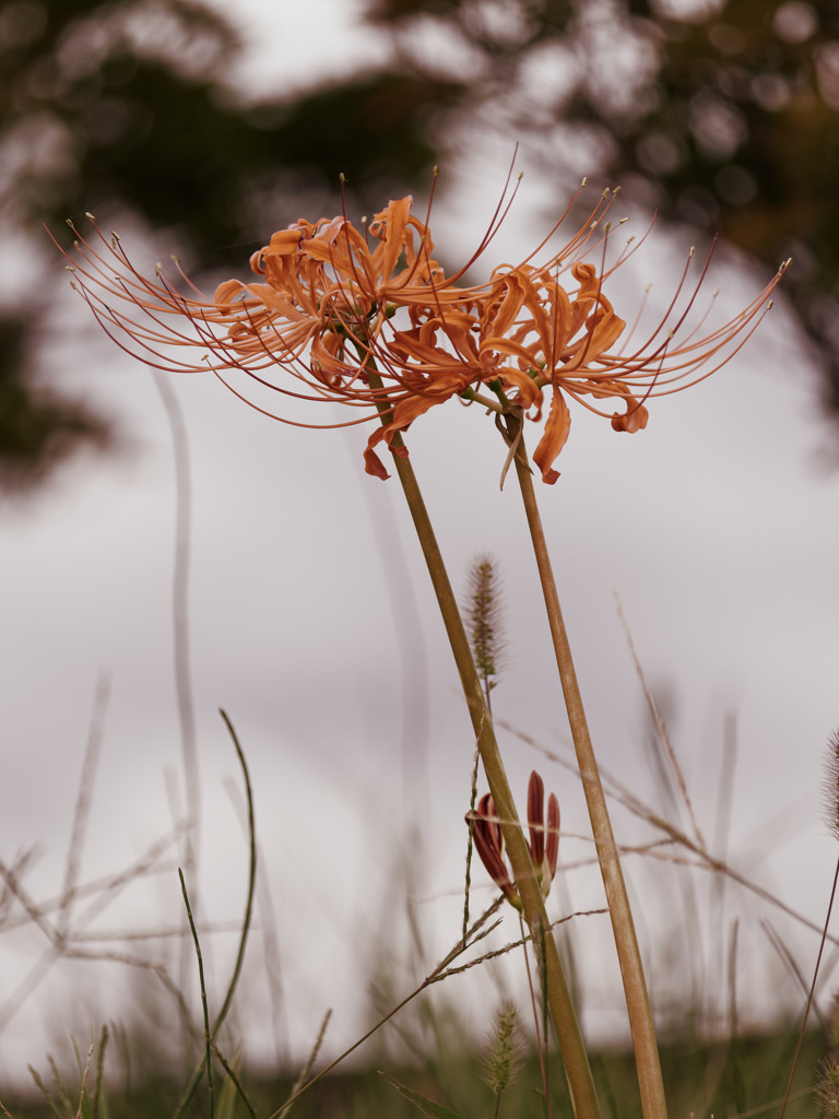 HIGAN-FLOWERS