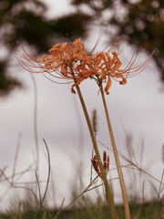HIGAN-FLOWERS